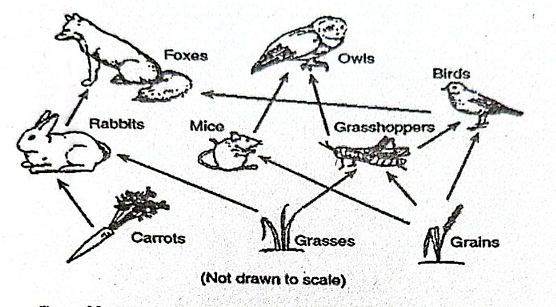 Diagram for question 51
