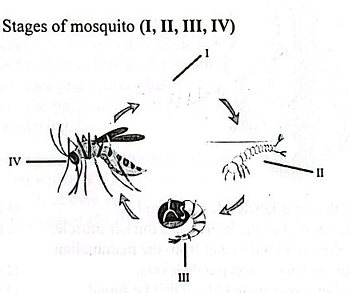 Diagram for question 65