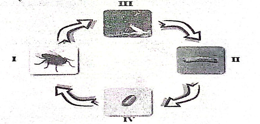 Diagram for question 54