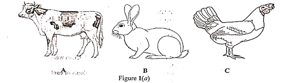 Diagram for question 1